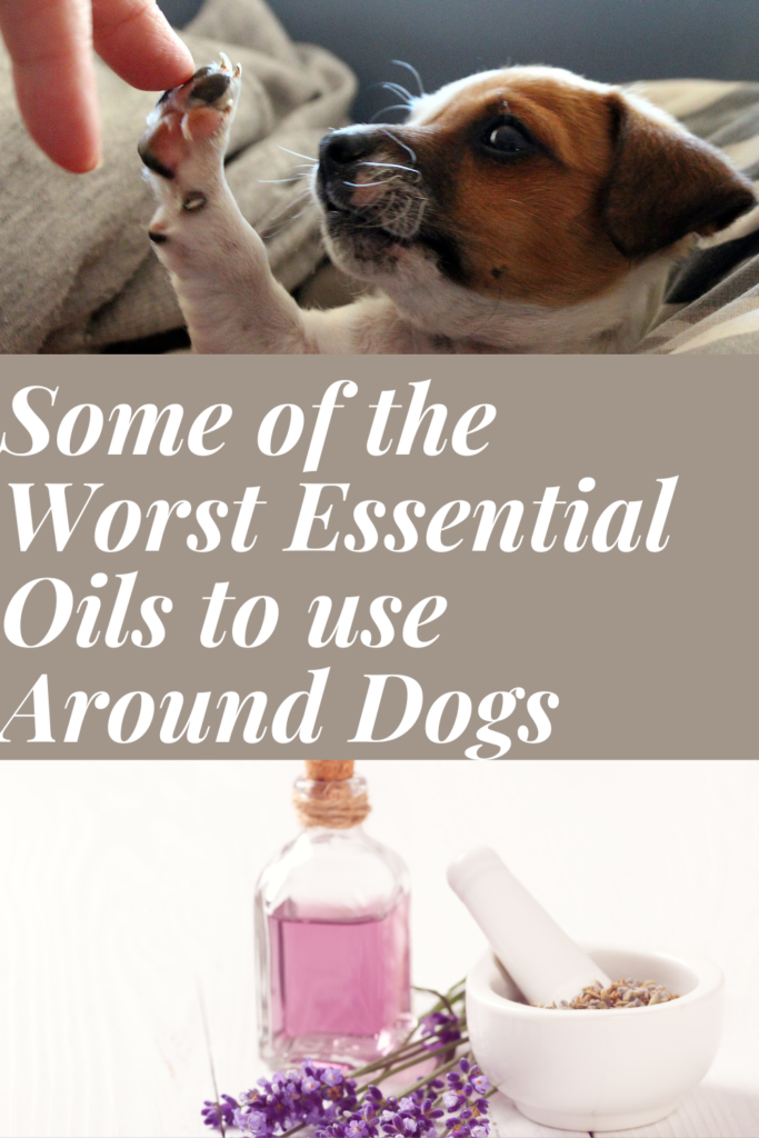 What essential oils are bad for dogs