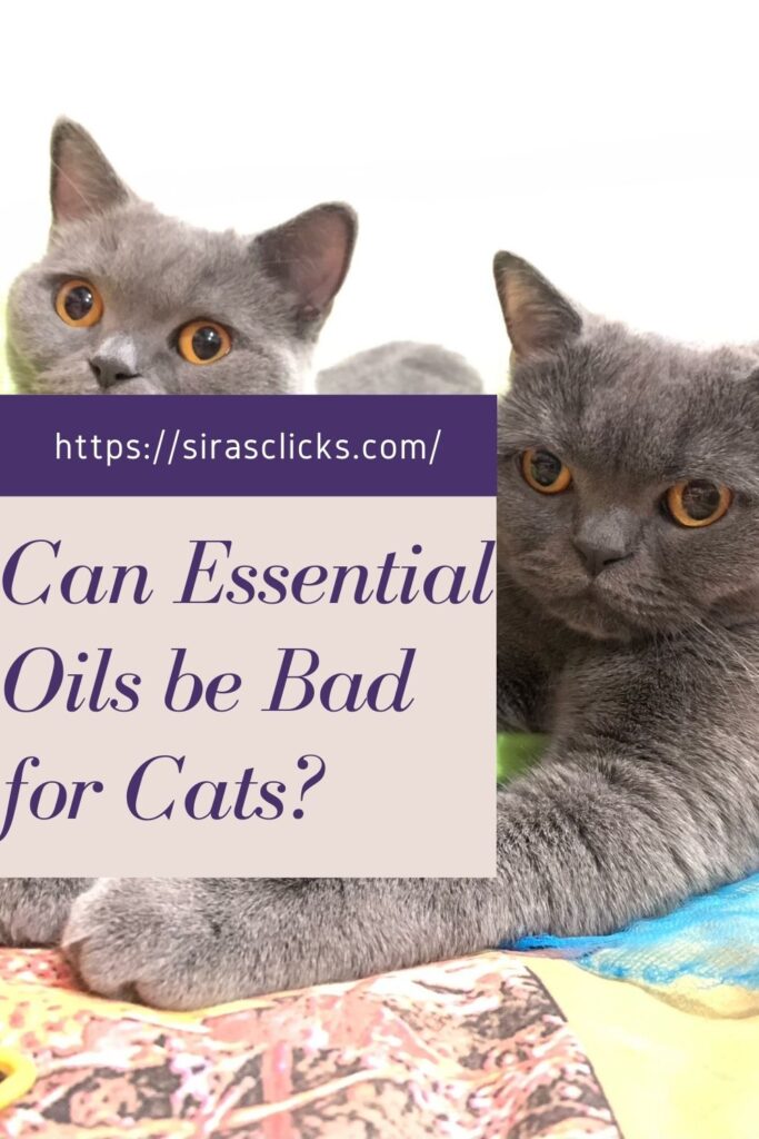 Essential oils that are safe for cats