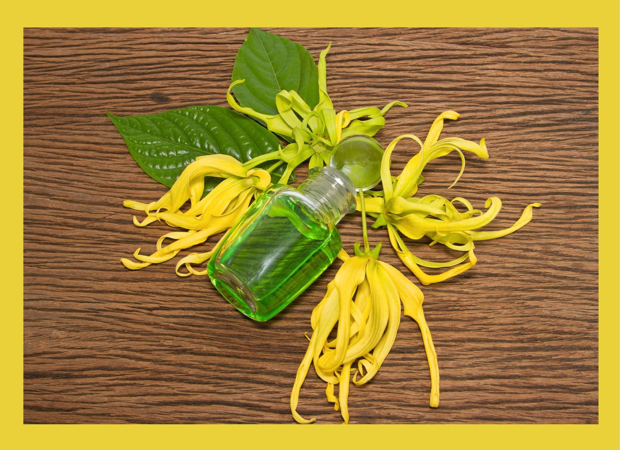 Ylang-Ylang Essential Oil Benefits | Uses, Side Effects